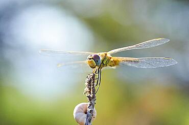 Red-veined darter (Sympetrum fonscolombii) or nomad, ebro deltre, Catalonia, Spain, Europe