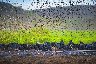 A mega flock of red-billed quelea (Quelea quelea) flies up at a waterhole with burchell's zebra (Equus burchelli), Etosha National Park, Namibia, Africa