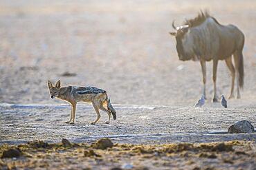 Black-backed jackal (Canis mesomelas) with blue wildebeest (Connochaetes taurinus) at a waterhole, Etosha National Park, Namibia, Africa