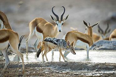 Black-backed jackal (Canis mesomelas) between springbok (Antidorcas marsupialis) at a waterhole, Etosha National Park, Namibia, Africa