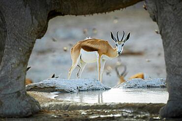 Springboks (Antidorcas marsupialis) drinking at a waterhole with African african elephant (Loxodonta africana), Etosha National Park, Namibia, Africa