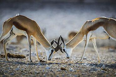 Springboks (Antidorcas marsupialis), two males fighting, Etosha National Park, Namibia, Africa