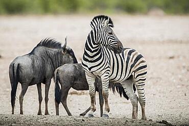 Burchell's zebra (Equus burchelli) and blue wildebeest (Connochaetes taurinus) at a waterhole, Etosha National Park, Namibia, Africa