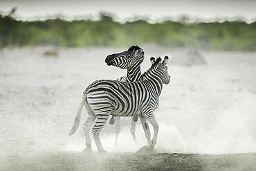 Burchell's zebra (Equus burchelli) quarrelling at a waterhole, Etosha National Park, Namibia, Africa