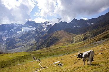 Alpine pasture farming, cows on the high mountain pasture in the rear Passeier Valley, Texel Group nature Park, Oetztal Alps, South Tyrol, Italy, Europe