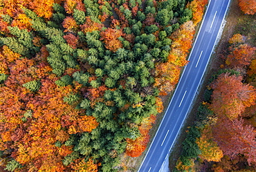 Drone image, autumnal forest along the main road in Weissenbachtal, Salzkammergut, Upper Austria, Austria, Europe