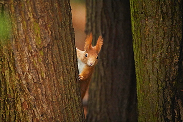 Eurasian red squirrel (Sciurus vulgaris) on a tree trunk, Bavaria, Germany, Europe