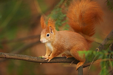 Eurasian red squirrel (Sciurus vulgaris) standing on a branch, Bavaria, Germany, Europe