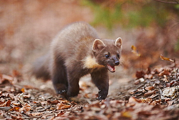 European pine marten (Martes martes) walking on the ground, Bavaria, Germany, Europe