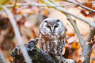 Boreal owl (Aegolius funereus) sitting in a tree, Bavaria, Germany, Europe