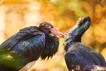 Black stork (Ciconia nigra) portrait in autumn, Bavaria, Germany, Europe