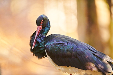 Black stork (Ciconia nigra) portrait in autumn, Bavaria, Germany, Europe