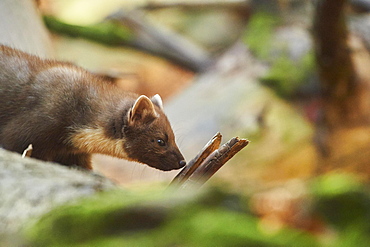 European pine marten (Martes martes), portrait, Bavaria, Germany, Europe