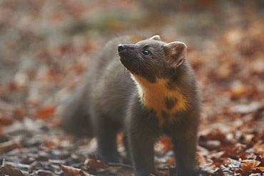 European pine marten (Martes martes) standing on the ground, Bavaria, Germany, Europe