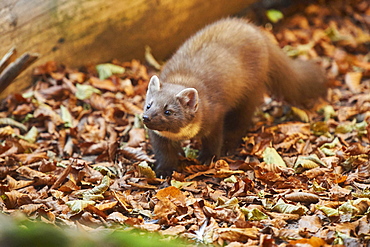 European pine marten (Martes martes) walking on the ground, Bavaria, Germany, Europe