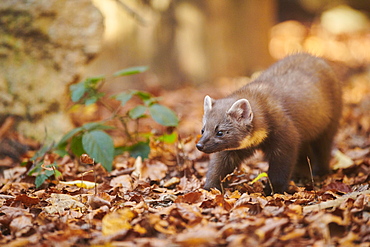 European pine marten (Martes martes) walking on the ground, Bavaria, Germany, Europe