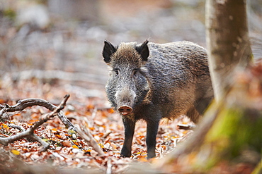 Wild boar (Sus scrofa) standing in a forest, Bavaria, Germany, Europe