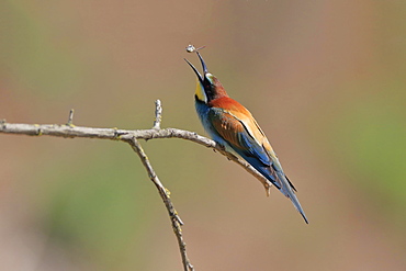 Bee-eater, European bee-eater (Merops apiaster), adult, on wait, with prey, Rhineland-Palatinate, Germany, Europe