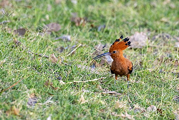 African Hoopoe (Upupa africana), Moremi Game Reserve East, Okavango Delta, Botswana, Africa