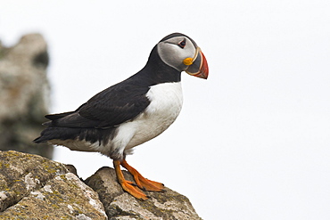 Puffin (Fratercula arctica), Skomer Island, Wales, Great Britain