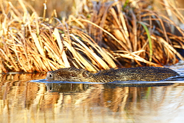 Nutria (Myocastor coypus), swimming in the water, Middle Elbe Biosphere Reserve, Dessau-Rosslau, Saxony-Anhalt, Germany, Europe