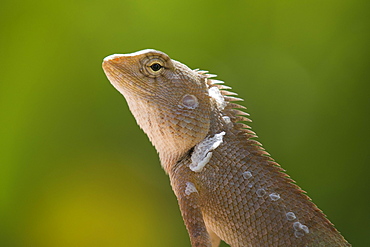 Oriental garden lizard (Calotes versicolor), female, Phan Thiet, Vietnam, Asia