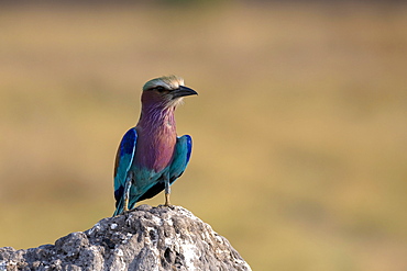 Lilac breasted roller (Coracias caudata), looking right, on termite mound, Moremi Game Reserve East, Okavango Delta, Botswana, Africa