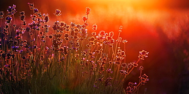 Sunlit lavender flowers at sunset, backlight, lavender fields Fromhausen, Detmold, East Westphalia-Lippe, Teutoburg Forest, North Rhine-Westphalia, Germany, Europe