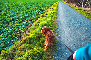 Young woman walking her dog (Cavalier King Charles Spaniel) on a leash, Ronnenberg, Lower Saxony, Germany, Europe