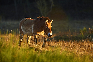 Przewalski's horse (Equus ferus przewalskii) in evening light, Bavaria, Germany, Europe