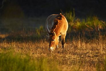 Przewalski's horse (Equus ferus przewalskii) in evening light, Bavaria, Germany, Europe