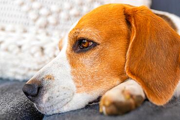 Adult male beagle dog resting in garden furniture, Shallow depth of field, Canine theme