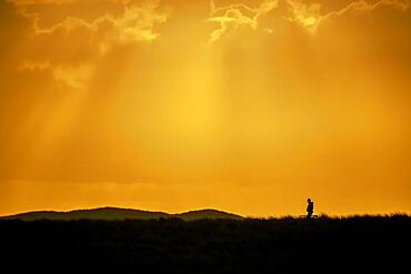 Hunter with rifle hunting, in dune landscape at golden hour, Elbow, List, Sylt Island, Germany, Europe