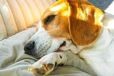 Tricolor beagle Adult dog on sofa in bright room- cute pet photography