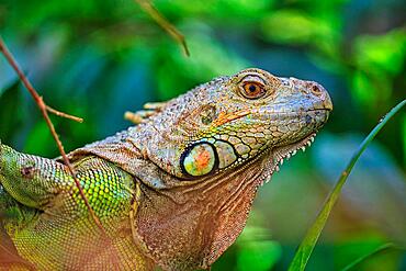 Green iguana (Iguana Iguana) portrait, Zurich Zoo, captive Central America, Lesser Antilles