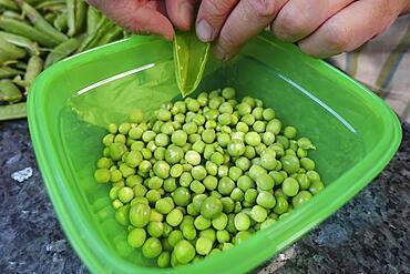 Southern German cuisine, baking, preparing hearty vegetable cake with walnut base, removing green peas from pods, green plastic bowl, men's hands, Germany, Europe