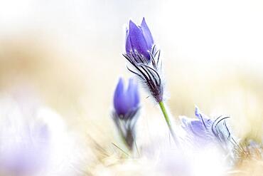 Pasque flower or Pasquebells (Pulsatilla vulgaris) in a meadow, Lower Austria, Austria, Europe