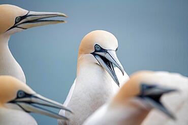 Northern northern gannet (Morus bassanus), confrontation between different animals on the breeding rock, Helgoland, Schleswig-Holstein, Germany, Europe