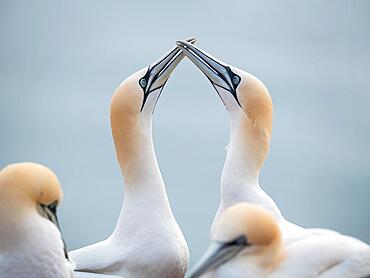 Northern gannet (Morus bassanus), courtship and welcoming ritual on return of mate, Helgoland, Schleswig-Holstein, Germany, Europe