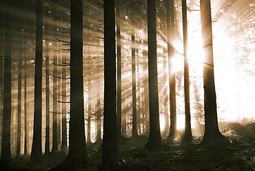 Sunbeams breaking in the morning mist in the coniferous forest, sepia colours, autumn landscape, Mondsee, Mondseeland Salzkammergut, Upper Austria, Austria, Europe