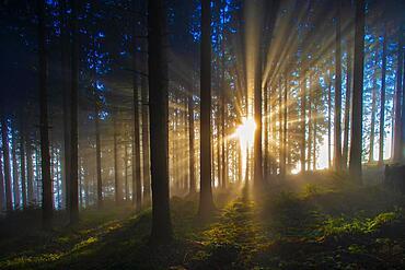 Sunbeams breaking in the morning mist in the coniferous forest, autumn landscape, Mondsee, Mondseeland Salzkammergut, Upper Austria, Austria, Europe