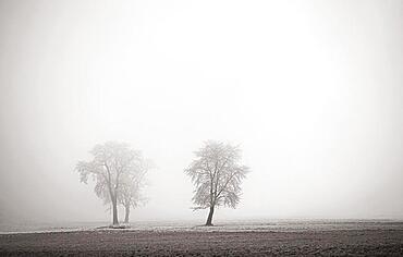 Bare group of trees with hoarfrost in the morning mist, sepia colours, autumn landscape, Mondseeland, Salzkammergut, Upper Austria, Austria, Europe