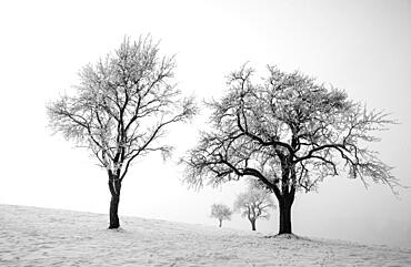 Snowy bare group of trees in the morning fog, SW photo, winter landscape, Mondseeland, Salzkammergut, Upper Austria, Austria, Europe