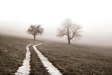 Field path leads through a mown meadow with bare fruit trees, sepia colours, autumn landscape, Mondseeland, Mondsee, Salzkammergut, Upper Austria, Austria, Europe