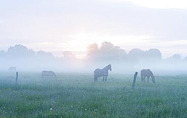 Horses in a meadow, a horse with a horse blanket, morning fog at sunrise, Lower Saxony, Germany, Europe