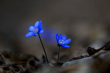 Liverwort (Hepatica nobilis) on forest soil, Lower Austria, Austria, Europe