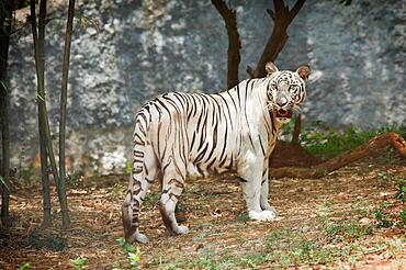 White indian tiger in forest