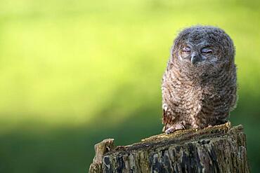 Tawny owl (Strix aluco), Nestling on tree stump, Hattingen, Germany, Europe