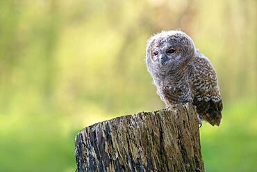 Tawny owl (Strix aluco), Nestling on tree stump, Hattingen, Germany, Europe