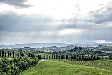 Hilly landscape with cypresses (Cupressus), Tuscany, Crete Senesi, Province of Siena, Tuscany, Italy, Europe